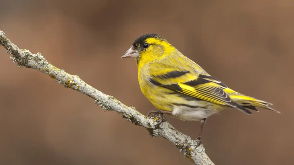 The Goldfinch by Donna Tartt